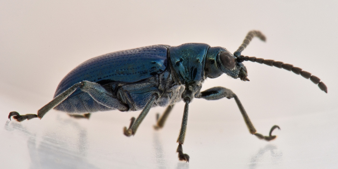 Chrysomelidae: Lema cyanella? Sì.